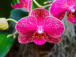 No, fortunately, these are nontoxic to both dogs and cats. How To Keep Your Orchid Looking Great Diy Network Blog Made Remade Diy
