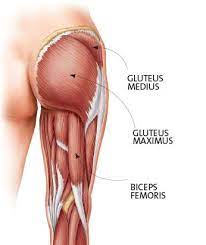 The gluteal muscles, commonly called glutes are a group of three muscles which make up the buttocks: 4 Moves To Tighten Your Tush
