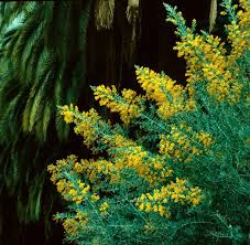 Image result for Acacia brevispica
