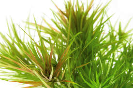 Image result for Blyxa