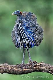 E1f29d7b9850fe3a3fa44008bac60f8a Jpg 570 855 Animals Pet Birds Colorful Birds
