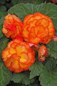Begonia Seeds Nonstop Apricot 15 Thru 250 Pelleted Seeds Etsy Tuberous Begonia Flower Seeds Plants