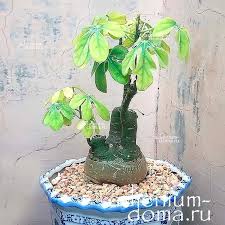 Image result for Adenia fruticosa