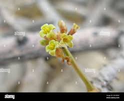 Image result for Commiphora mombassensis