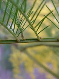 Image result for Acacia decurrens