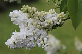 Albero con fiori bianchi profumatissimi. Lilla Syringa Consigli Coltivazione E Cura