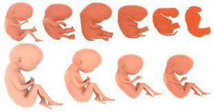 Mantenere una gravidanza che dura 18 settimane. Fasi Di Crescita Fetale Settimana Per Settimana Primo Trimestre Mia Gravidanza