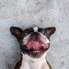 How Old Is Your Boston Terrier In Human Years Vitality Tips Boston Terrier Society