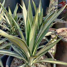 Image result for Agave sisalana