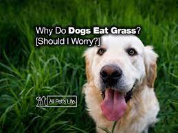 Why Do Dogs Eat Grass And Weeds Should I Worry All Pet S Life