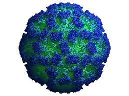 Knowledgeable experts · 24*7 customer service · one step service Norovirus Not Just For Cruise Ships Anymore Conde Nast Traveler