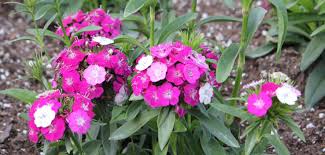 Image result for Dianthus