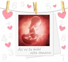 Semana 16 De Embarazo Empieza A Aprender A Respirar