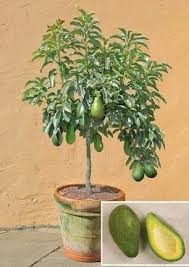 Check spelling or type a new query. Creative Farmer Live Plant Butter Fruit Avacado Large Berry Florida Avocados Garden Plant 1 Healthy Live Plant Amazon In Garden Outdoors