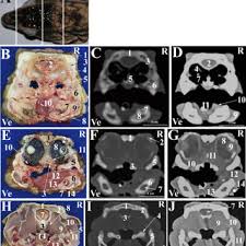 Normal Radiographic Anatomy Of The Head Of The Bearded