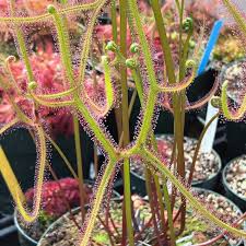 Image result for Drosera burkeana