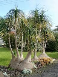 Beaucarnea Recurvata Ponytail Palm World Of Succulents Palm Garden Trees To Plant Ponytail Palm Tree