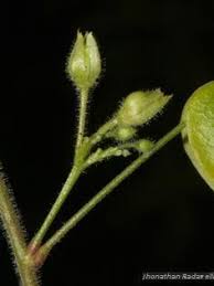 Image result for Andropogon pseudapricus