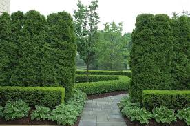 Some mature quickly into dense hedges and others develop with you, over time. Evergreen Screening Plants Google Search Boxwood Landscaping Traditional Landscape Privacy Plants