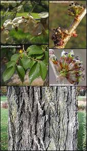Image result for Ulmaceae