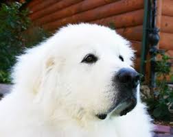 Moore newfies' newfoundland puppies for sale are available to us homes in the following states: Warm Fuzzy Salute Great Pyrenees Dog White Newfoundland Dog Great Pyrenees