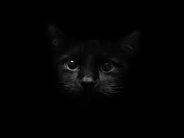 Dark Cat Wallpaper Cute White Little Kitten Playing Cat Cats Kitty Kittens Catlover Catoftheday Meow Lovecats Ca Cat Wallpaper Cat Background Cats
