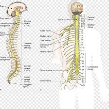 That suggests it is made of two organs—and you may not even think of the spinal cord as an organ—but the nervous system is a. Vertebral Column Spinal Cord Central Nervous System Nerve Central Nervous System Angle People Png Pngegg