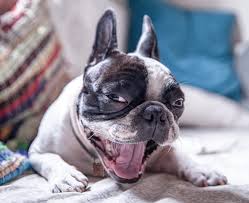 Maybe you would like to learn more about one of these? Vca Careclub St Paul Mn Vca Feist Animal Hospital