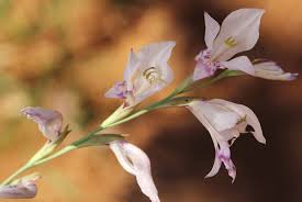 Image result for Gladiolus unguiculatus