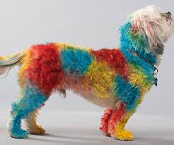 80g pet dog hair color dye coloring dyeing harmless natural dyeing agent surpris. Pet Hair Spray