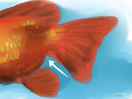 Pin On Goldfish Gender