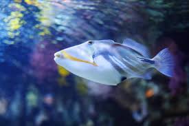 Browse a list of all setlists performed by the disco biscuits on phantasy tour Nicola On Hiatus On Twitter The Humuhumunukunukuapua A Aka The Hawaiian State Fish I Love This Fish Longbeachaquarium Http T Co Uwd5jwychi