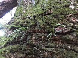 Image result for Lepisorus schraderi