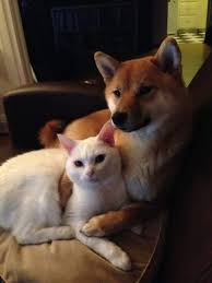 Usap anjing tersebut dengan jarimu. Hibur Diri Dengan Foto Foto Para Shiba Inu Super Kawaii Ini Yuk Berita Jepang Japanesestation Com
