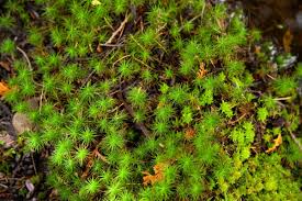 Mosses are distributed throughout the world except in salt water and are commonly found in moist shady locations. 10 Types Of Moss For Your Garden Insteading