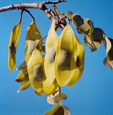 Image result for Entada stuhlmannii