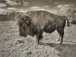 Shoal Creek Living...