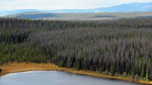 New electric zamboni for vanderhoof. Proposed 1 8b Mining Project For Central B C Gets Environmental Approval Cbc News