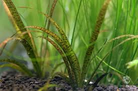 Image result for Vallisneria spiralis