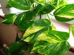 Devil ivy or golden pothos. Toxic Air Purifying Houseplants
