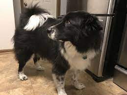 Samoyed Border Collie Mix Boo Black And White Dog Border Collie Mix Collie