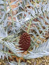 Image result for Encephalartos