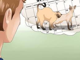 See full list on wikihow.com How To Tell If Your Cat Is In Heat 11 Steps With Pictures