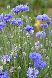 Bachelor Buttons Wild Flower Meadow Flowers Nature Wildwood Flower