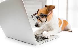 From a wiener dog being best friends with a labrador retriever, dachshund puppies playing with their reflection, to puppies. Where To Buy Puppies Near Me In Ct Or Online Ct Breeder