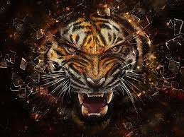 Tigers Wallpaper Angry Tiger Tiger Images Tiger Pictures Angry Tiger