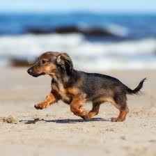 Why buy a dachshund puppy for sale if you can adopt and save a life? Dachshund Breeders Puppies For Sale In California