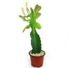 Image result for Euphorbia pfeilii