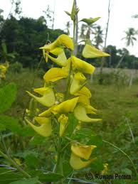 Image result for Crotalaria laburnifolia