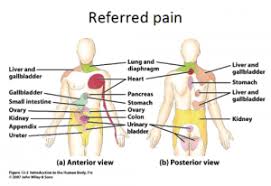 Damage or injury to internal organs also causes lower right back pain. Feel Better Move Better Live Better Part 1 Low Back Pain 101 Featuring Dr Brendan Sullivan